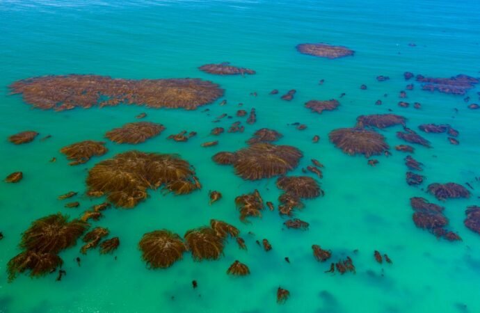 California’s Kelp Forest Comeback: A Blueprint for Healing Oceans